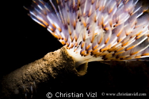 Tube worm found at Ixtapa Island, Zihuatanejo, México. by Christian Vizl 